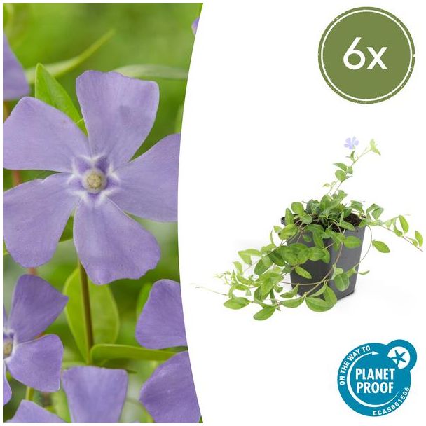 6 Stuks Maagdenpalm/ Vinca minor 'La Grave', Schaduwrijke Plant, Bloem kleur Helder Blauw-Paars,Bodembedekker,