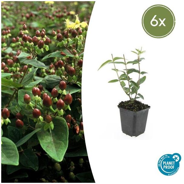 6 Stuks Johanneskruid, Hertshooi, Gele Bloemen en Sierlijke Bessen,Struik/Klimplant, Hypericum inodorum ↕10-25cm - Ø9cm