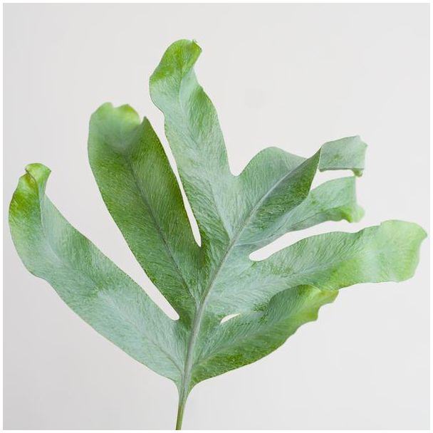 Blauwvaren hoogte ca 40cm - Ø17 met Viber pot wit Phlebodium Aureum  Blue Star  Zinkvaren