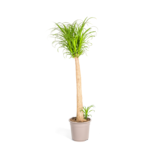 "Olifantspoot", Groene Kamerplant op stam, onderhoudsarm, Tropische uitstraling, Beaucarnea Recurvata Stam Ø27cm - ↕120cm