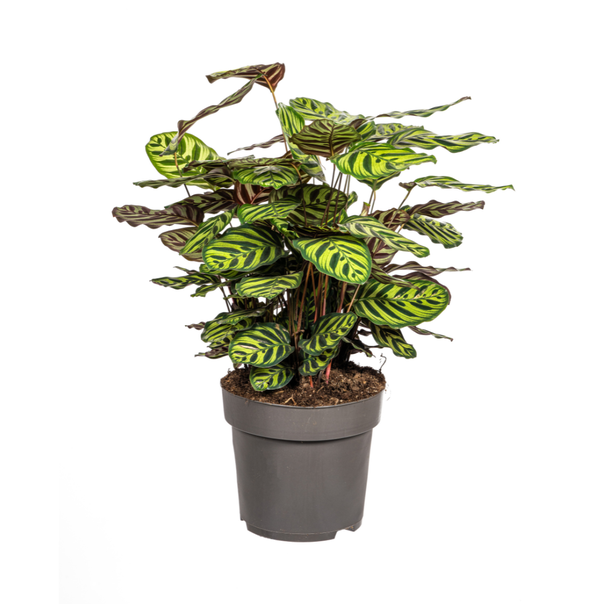 Pauwenplant, Ovaal Lichtgroen Blad met vlekken,Calathea Makoyana Ø27cm - ↕70cm