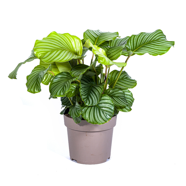 Fluwelenplant, Zilvergoen Rond Blad,Tropische Kamerplant,Calathea Orbifolia Ø27cm - ↕80cm