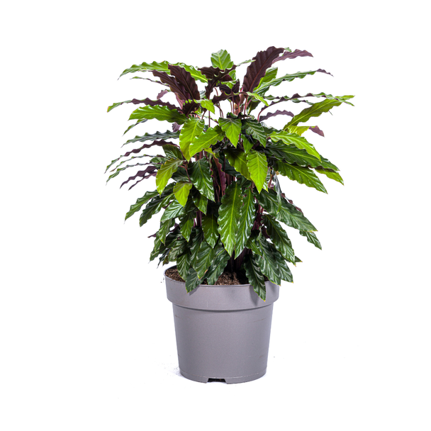 Fluwelenplant, Tropische Kamerplant, Calathea Rufibarba Ø27cm - ↕70cm
