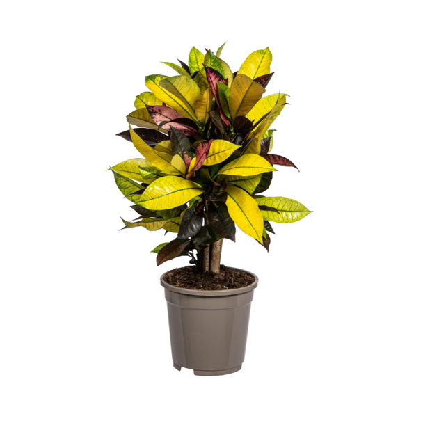 Wonderplant, Levendige Meerdere Kleuren Bladeren, Geel,Oranje,Rood tot Dieprood, Exotische Kamerplant, Codiaeum  Croton  Iceton  Ø17cm - ↕50cm