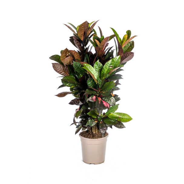 Wonderplant, Levendige Meerdere Kleuren Bladeren, Geel,Oranje,Rood tot Dieprood, Exotische Kamerplant, Codiaeum  Croton  Iceton Ø24cm - ↕90-100cm