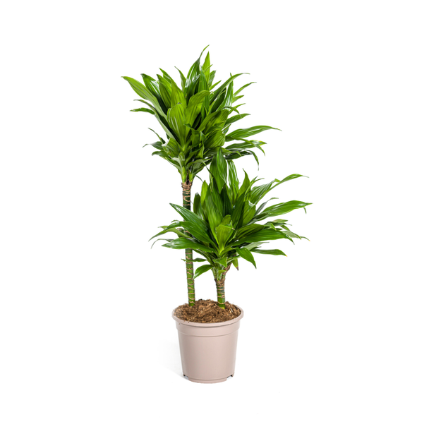Goudpalm, Drakenbloedboom, Tropische, Groene Kamerplant, Groen Blad met Witte Streep, Dracaena Deremensis White Stripe Ø19cm - ↕80cm