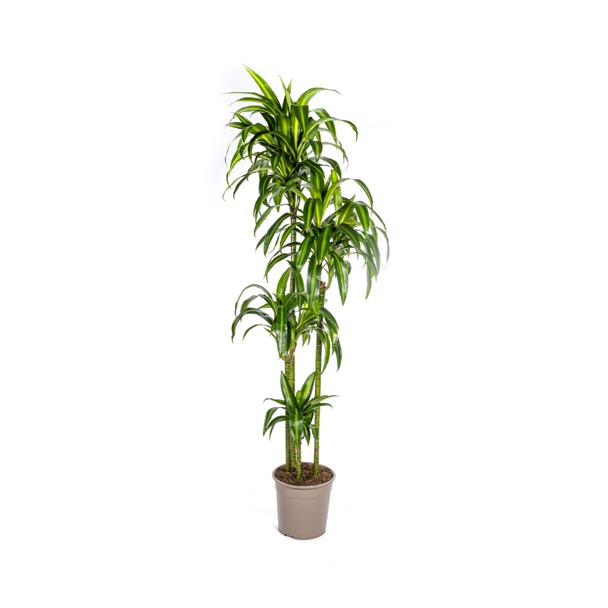 Goudpalm, Drakenbloedboom, Tropische, Groene Kamerplant, Mix van Geel/Groen Smalle Bladeren, Dracaena Deremensis Hawaiian Sunshine  Ø27cm - ↕180cm