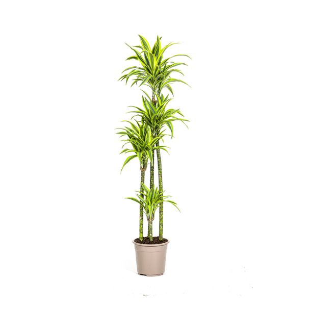 Goudpalm, Drakenbloedboom, Tropische, Groene Kamerplant, Groen Gestreept Slank Blad met Opvallende Limoengroene Rand, Dracaena Deremensis Lemon Lime Ø27cm - ↕180cm