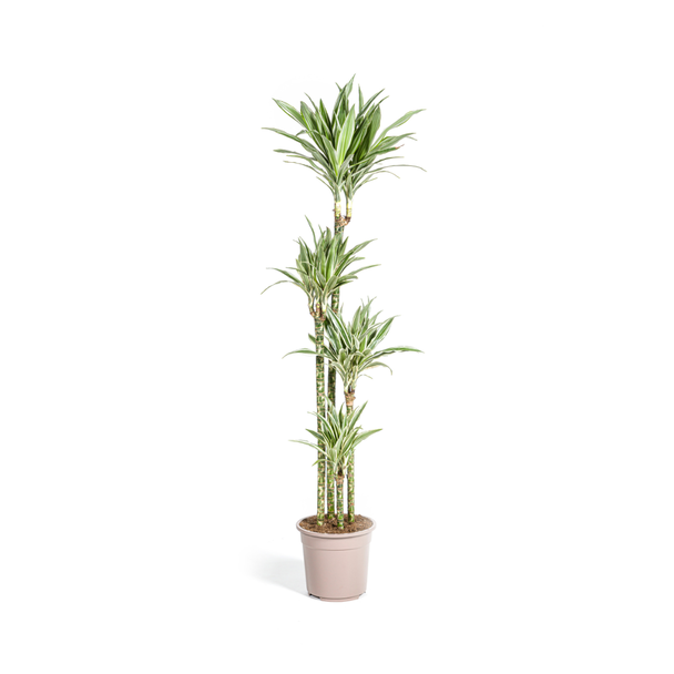Goudpalm, Drakenbloedboom, Tropische, Groene Kamerplant, Groen Blad met Witte Streep, Dracaena Deremensis White Stripe Ø27cm - ↕180cm