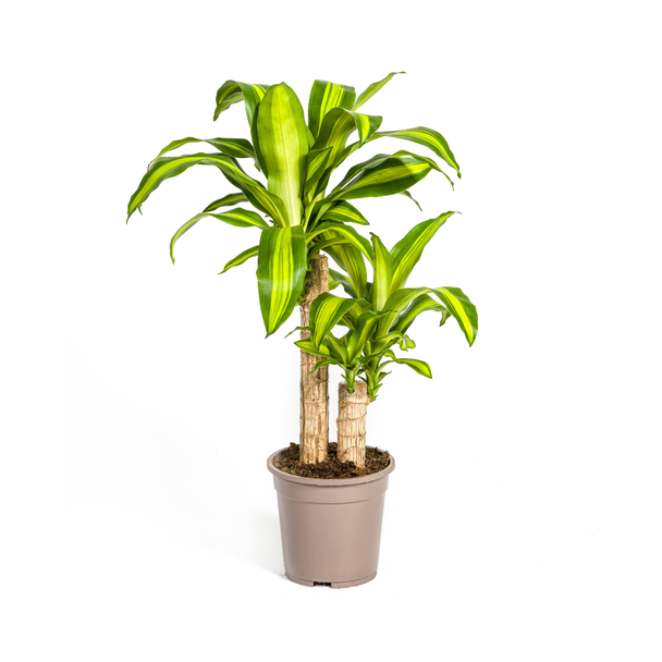 Goudpalm, Drakenbloedboom, Tropische, Groene Kamerplant, Groen Blad met Geelgroene rand, Dracaena Fragrans Massangeana Karussell Ø19cm - ↕80cm