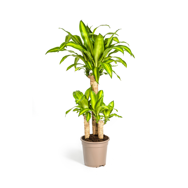 Goudpalm, Drakenbloedboom, Tropische, Groene Kamerplant, Groen Blad met Geelgroene rand, Dracaena Fragrans Massangeana Karussell Ø21cm - ↕100cm