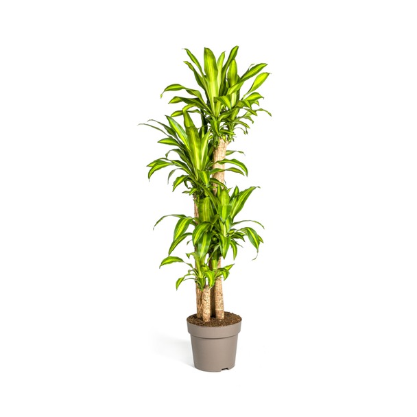 Goudpalm, Drakenbloedboom, Tropische, Groene Kamerplant, Groen Blad met Geelgroene rand, Dracaena Fragrans Massangeana Karussell Ø30cm - ↕180cm