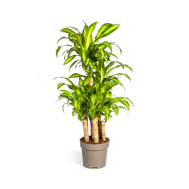 Goudpalm, Drakenbloedboom, Tropische, Groene Kamerplant, Dracaena Fragrans Massangeana Karussell Ø30cm - ↕140cm