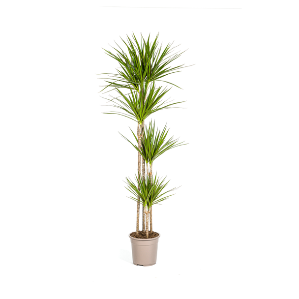 Drakenboom, Drakenbloedboom, Lange Smalle groene bladeren , Kamerplant, Dracaena Marginata Magenta Ø27cm - ↕180cm