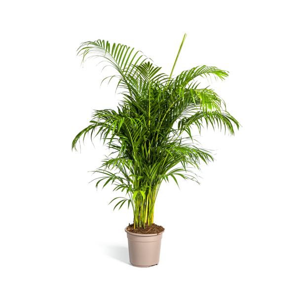 Areca Palm, Tropisch, Groene Kamerplant, Boho-style, Dypsis lutescens Ø27cm - ↕180cm