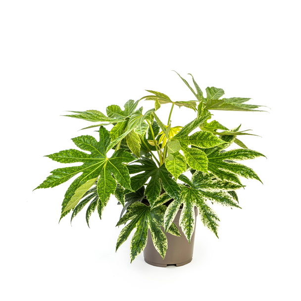 Eyecatcher! De Spinnenweb-Plant, Vingerplant, Groene Kamerplant, Fatsia Japonica Spider s Web Ø19cm - ↕45cm