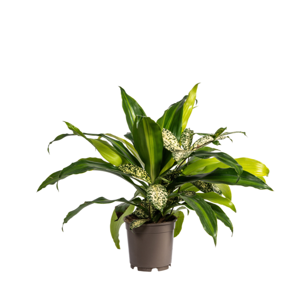 Robuuste Groenplanten die samen in een Pot Groeien, Mixed Combo, Ø17cm - ↕60cm