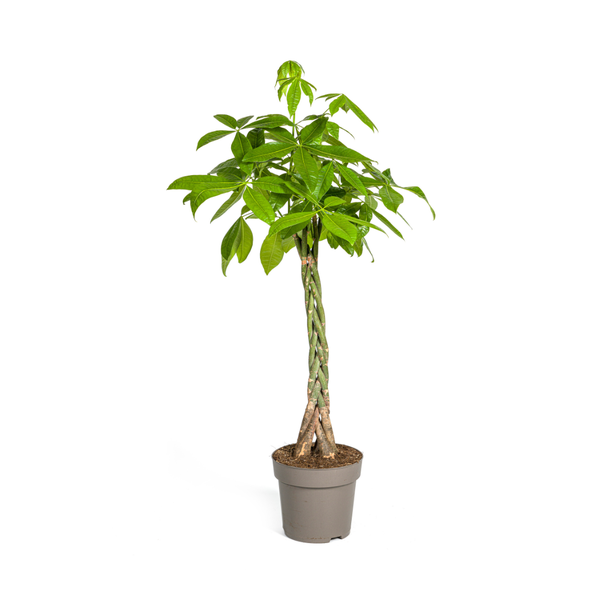 De Geldboom of Watercacao, Groene Plant, Symboliek van Geluk en Welvaart, Pachira Aquatica Ø27cm - ↕140-150cm