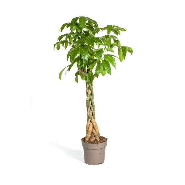 De Geldboom of Watercacao, Groene Plant, Symboliek van Geluk en Welvaart, Pachira Aquatica Ø30cm - ↕170-180cm
