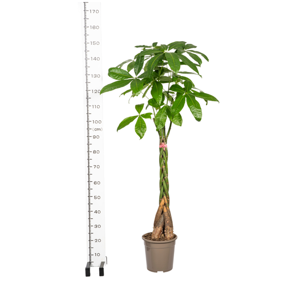 Pachira Aquatica Ø24cm - ↕120 - 140cm