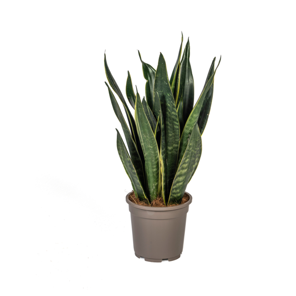 Vrouwentong, Slangenplant,  Zwaardachtig Donkergroen Blad met lichte Vlekken/Strepen, Sansevieria  Black Superba   Ø17cm - ↕50-55cm
