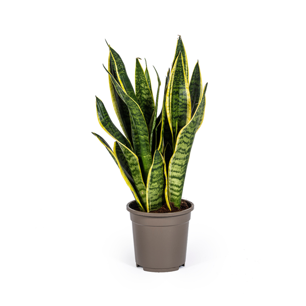 VrouwenTong, Slangenplant,  Zwaardachtig Donkergroen BladSlangenplant, Schoonmoederstong, Zwaardvormig Donkergroen Blad met strepen, Sansevieria Trifasciata Futura Superba Ø17cm - ↕50-55cm