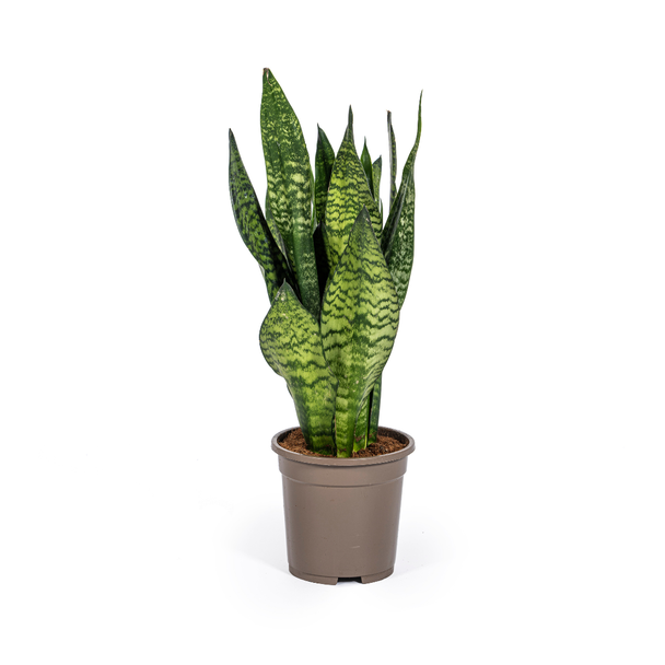 VrouwenTong, Slangenplant,  Zwaardachtig Donkergroen Blad met zilverachtige Vlekken/Strepen, Sansevieria Zeylanica  Ø17cm - ↕60cm