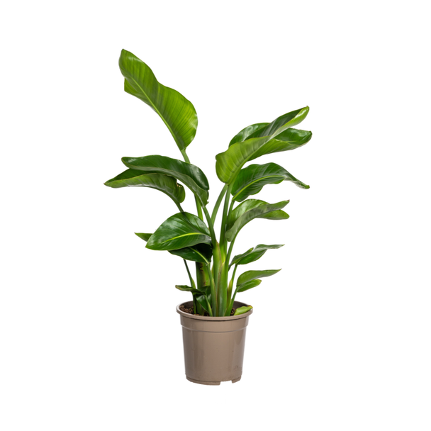 Witte Paradijsvogelplant, Tropische Sferen, Groene Kamerplant, Strelitzia Nicolai Ø21cm - ↕ 65-70 cm