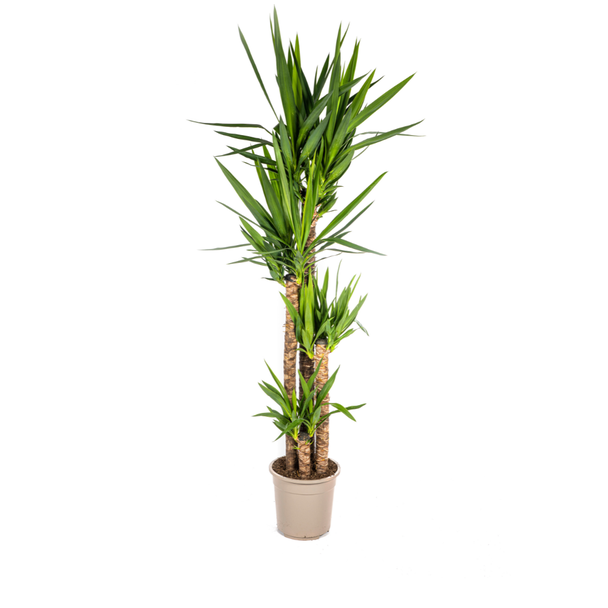 Palmlelie, Onderhoudsvriendelijke Groene Plant, Tropische Sferen, Yucca Elephantipes Ø27cm - ↕150-160cm