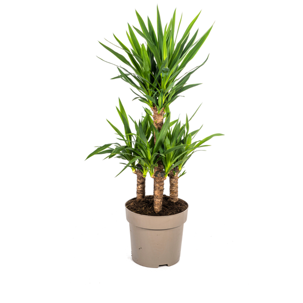 Palmlelie, Onderhoudsvriendelijke Groene Plant, Tropische Sferen, Yucca Elephantipes Ø30cm - ↕90-100cm