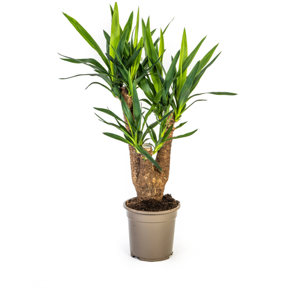 Palmlelie, Onderhoudsvriendelijke Groene Plant, Tropische Sferen, Yucca Elephantipes Ø21cm - ↕60-65cm