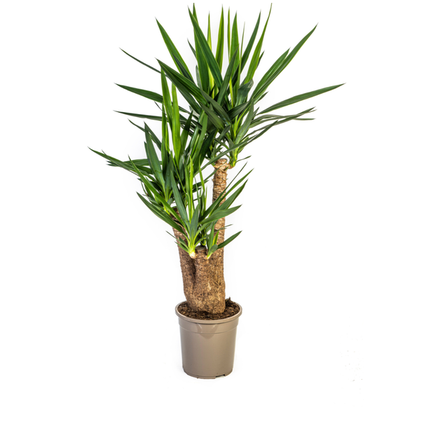 Palmlelie, Onderhoudsvriendelijke Groene Plant, Tropische Sferen, Yucca Elephantipes Ø24cm - ↕90-100cm