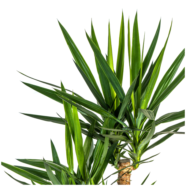 bovenkant Palmlelie Yucca Vertakt