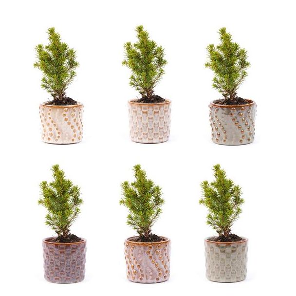 Set van 6 Mini-kerstboom in pot set Madrid incl Draadverlichting met 20 led-lampjes   Ø7cm - ↕15cm  Hoog