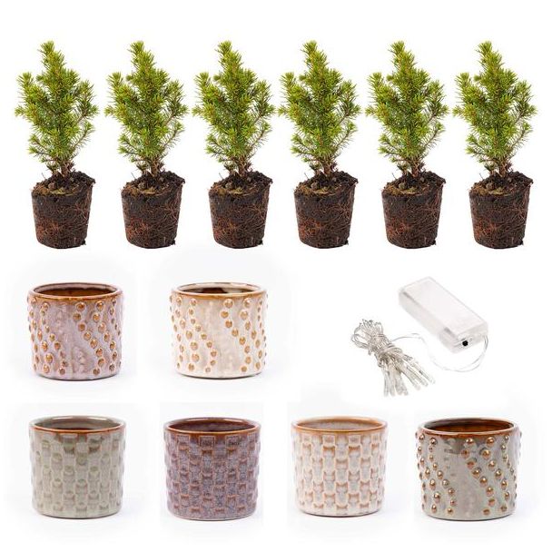 Set van 6 Mini-kerstboom in pot  Madrid + 20 led lights  Ø7cm - ↕15cm  Hoog