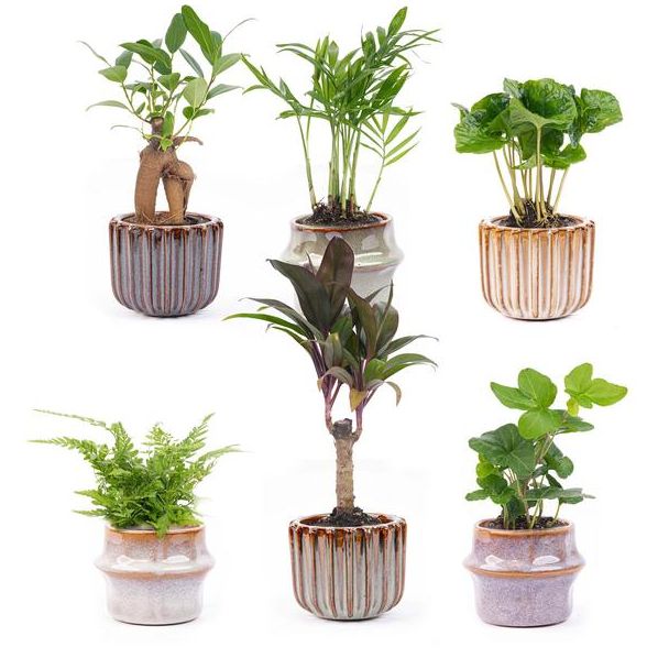 Set van 6 Mini planten  Inclusief pot set Barcelona Ø7cm - ↕15cm  Hoog