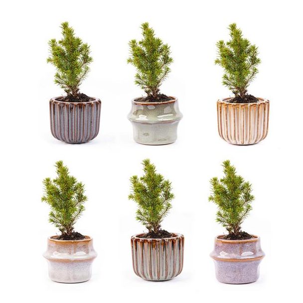 Set van 6 Mini kerstboom  Inclusief pot set Barcelona Ø7cm - ↕15cm  Hoog