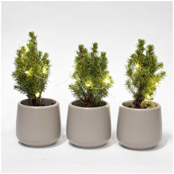 Set van 3 Mini-kerstboom in pot Joey grijs Ø7cm - ↕15cm  Hoog + 20 led lights