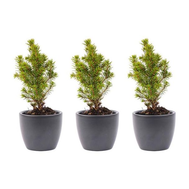 Set van 6 Mini-kerstboom in Boule Antraciet pot Ø7cm - ↕15cm  Hoog