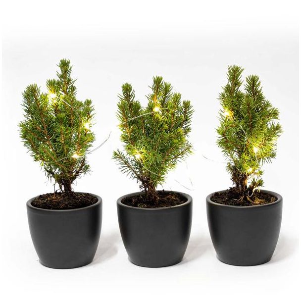 Set van w Mini-kerstboom in Boule Antraciet pot incl. 20 led lights Ø7cm - ↕15cm  Hoog