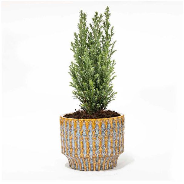 Een mini Kerstboom  Ellwoodii  + Pot Echo - Ø9cm - ↕25-30cm Hoog