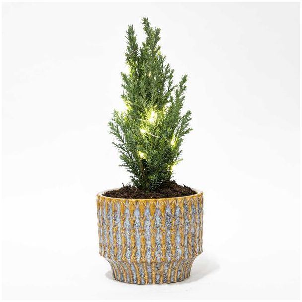 Een Mini-kerstboom in Elwoodii Pot Echo + 20 Kerstverlichting  Ø9cm - ↕25-30cm Hoog