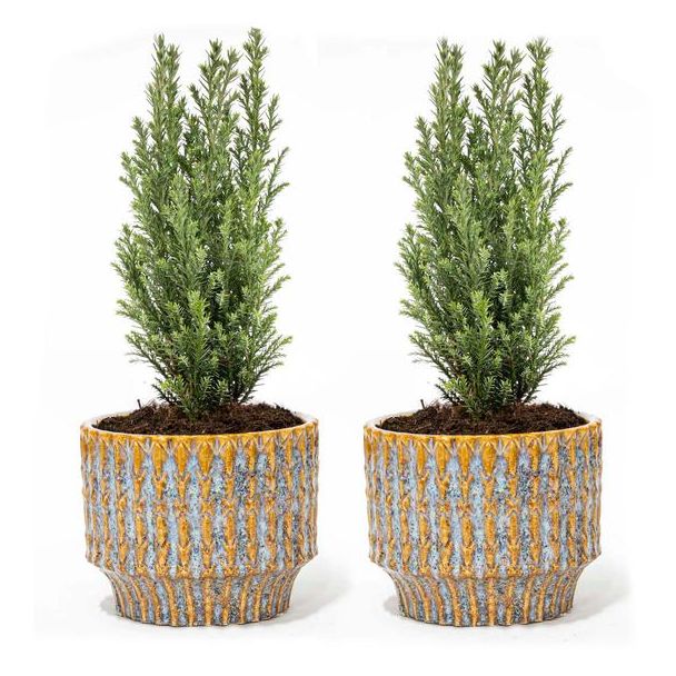 Set van 2 Mini-kerstboom in Elwoodii Pot Echo  Ø9cm - ↕25-30cm Hoog