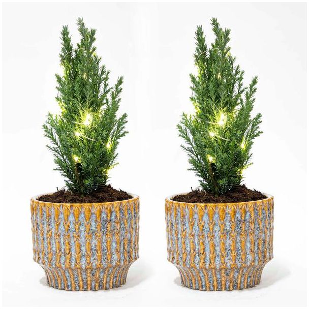Set van 2 Mini-kerstboom in Elwoodii Pot Echo + 20 led lampen  Ø9cm - ↕25-30cm Hoog