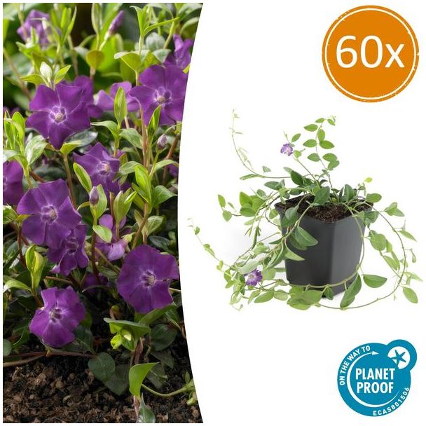 60 x kleine maagdenpalm (Vinca minor Atropurpurea), krachtige bodemdekker met paarse bloemen