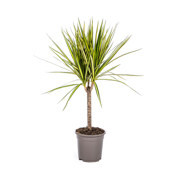 Dracaena Marginata Sunray Ø17cm - ↕60 - 80cm