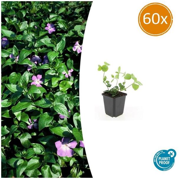 60 stuks Grote Maagdenpalm, Paarse Bloemen, Groenblijvende Bodembedekker, Vinca major - ↕10-25cm - Ø9cm