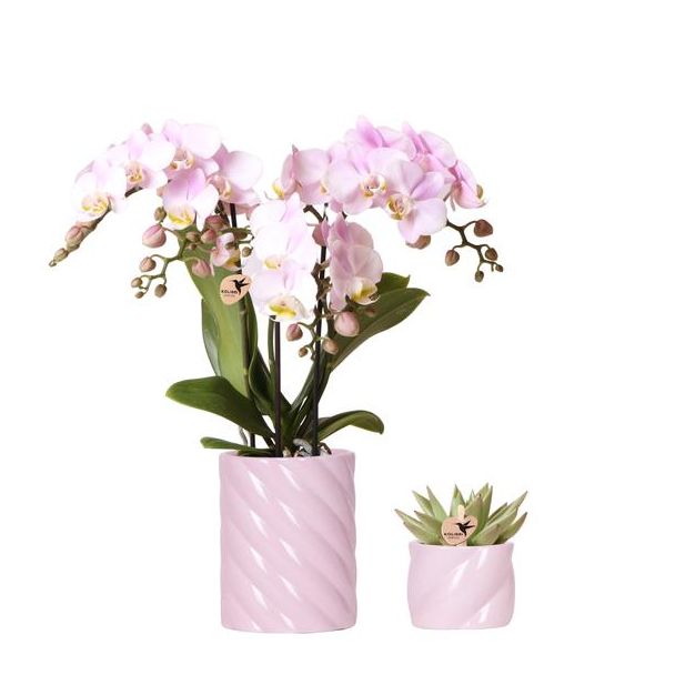 Kado Tip,  Roze Phalaenopsis Orchidee Portugal en Succulent incl. keramieken sierpotten, Potmaat Ø9cm