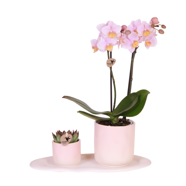 Plantenset, Kado Tip, Roze Vlinder Orchidee Andorra en Succulent incl. keramieken sierpotten,  Phalaenopsis Orchidee Andorra,