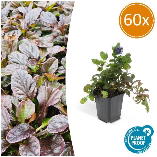 60 Stuks Kruipend Zenegroen, Perfecte Bodembedekker, Ajuga reptans - ↕10-25cm - Ø9cm